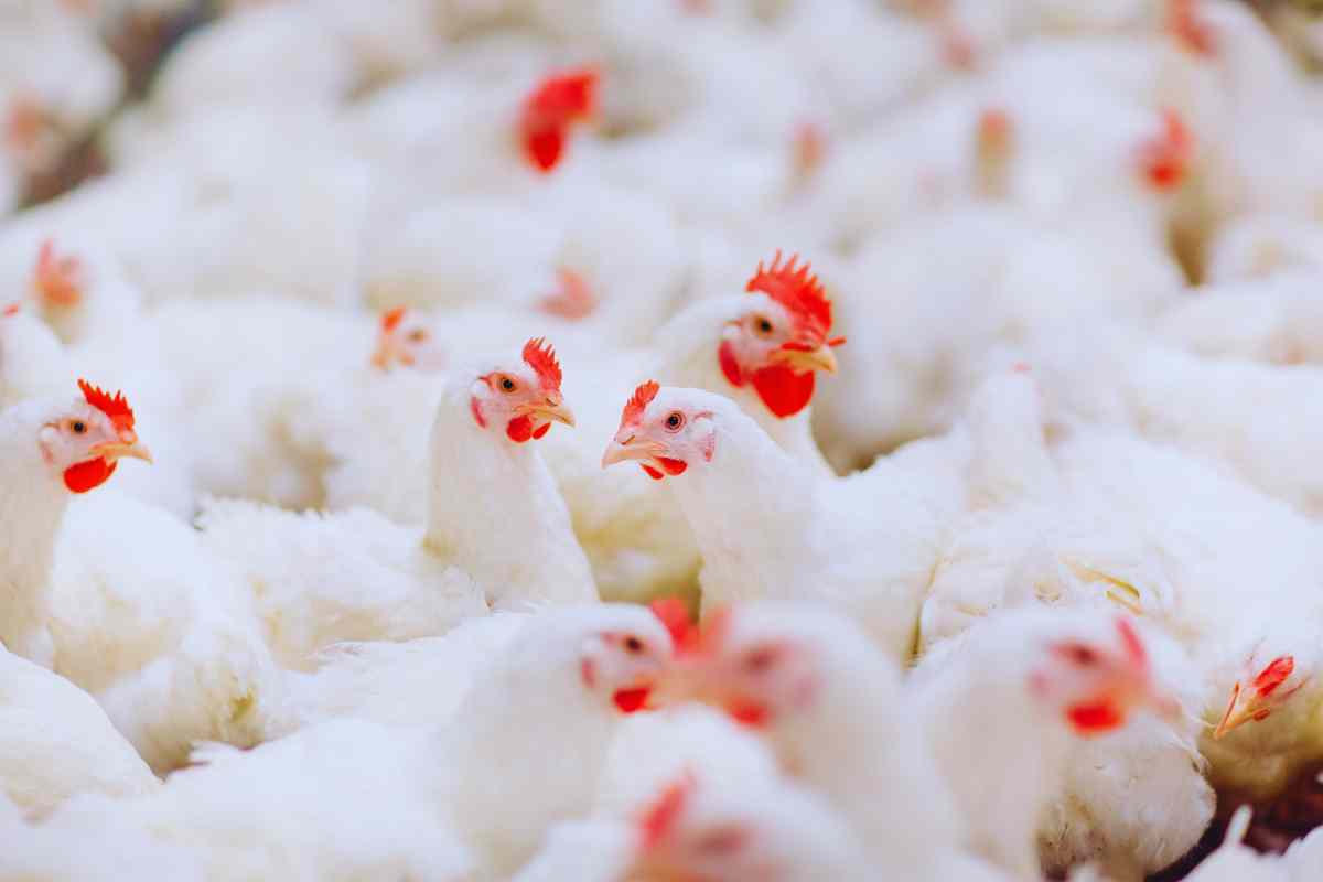 Pollo resistente agli antibiotici