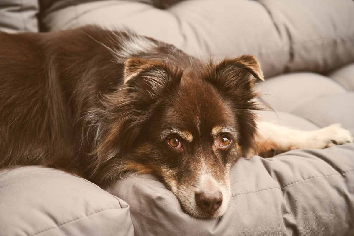 cane sul divano di casa