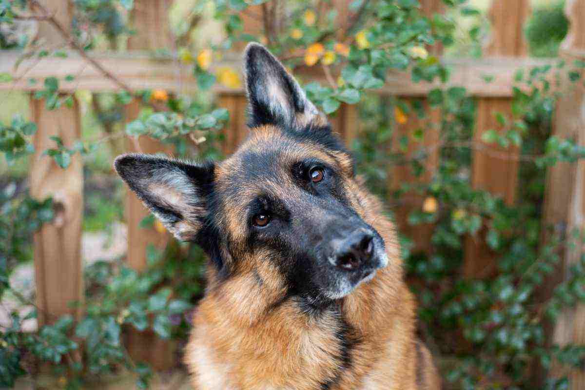 Cani di grossa taglia, attenzione alle ultime sentenze