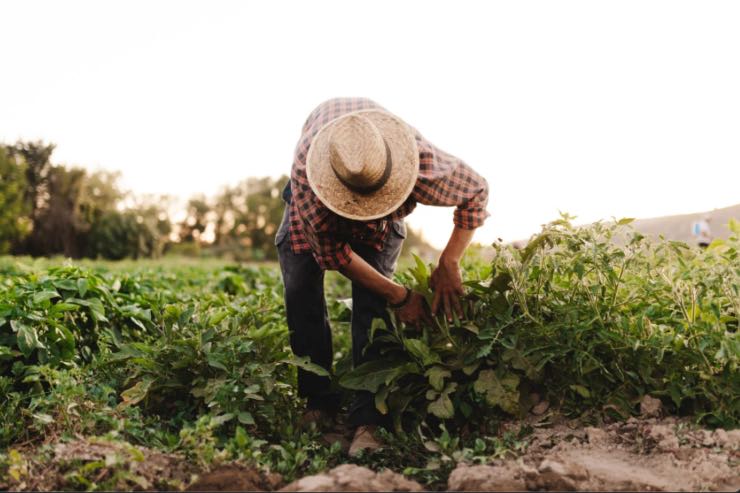 Agricoltore