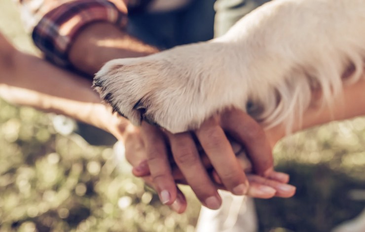 mani amici e zampa del cane