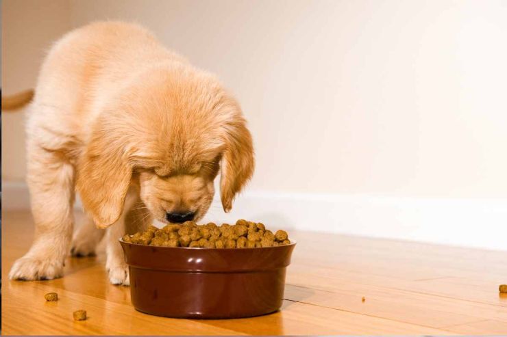 Cucciolo di cane che mangia dalla ciotola