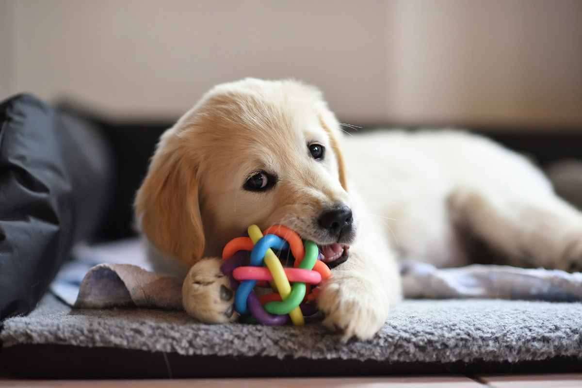 Cucciolo di cane che gioca