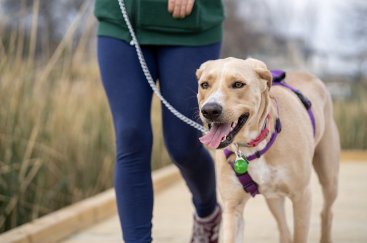 Ragazza passeggia col cane al guinzaglio